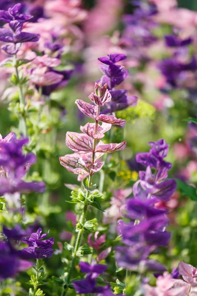 Hermosas flores púrpuras — Foto de Stock