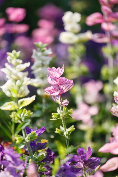 Lindas flores roxas — Fotografia de Stock