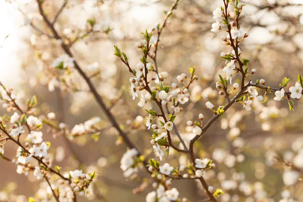 Ogród wiosną z wiśni gałęzi — Zdjęcie stockowe
