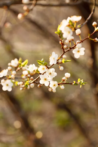 Jardin de printemps avec branche de cerisier — Photo
