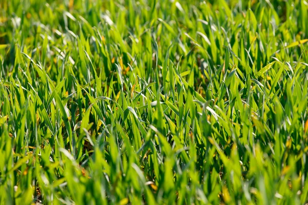 Latar Belakang Rumput Hijau — Stok Foto