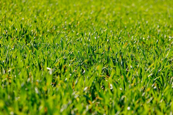 Green grass background — Stock Photo, Image