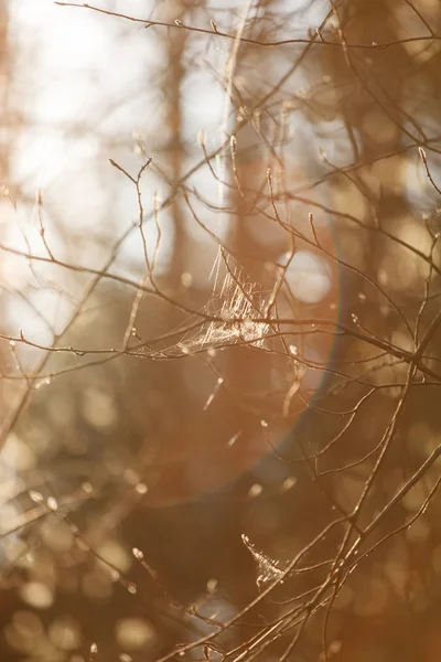 Beautiful sunset in woods — Stock Photo, Image