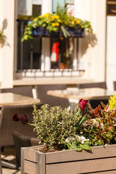 Schöne Blumen auf der Straße — Stockfoto