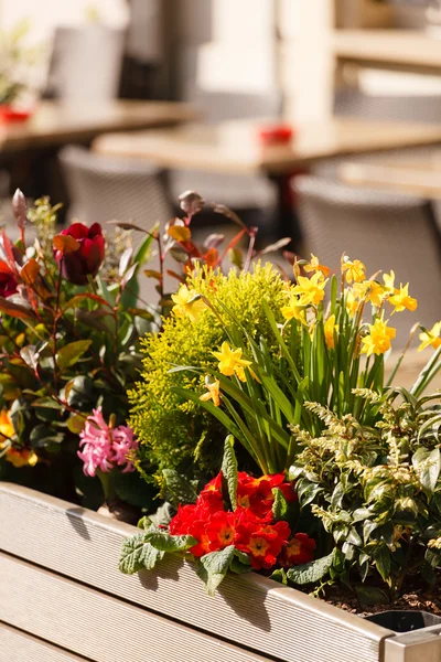 Mooie bloemen op straat — Stockfoto