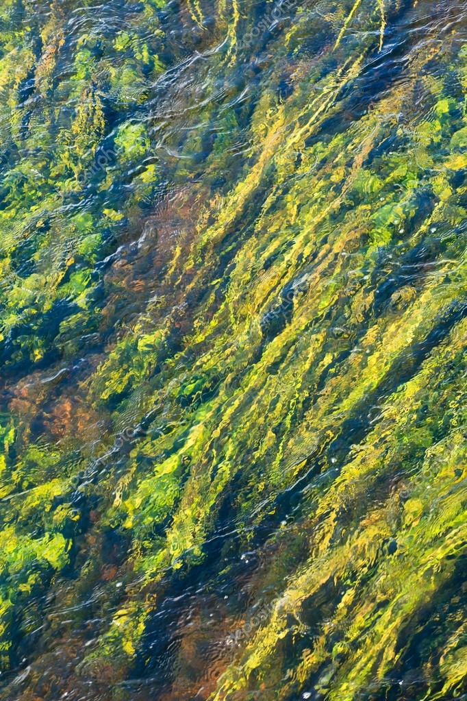 Green algae in river Stock Photo by ©Shebeko 96482296