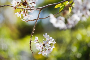 Bahar ağacı çiçekleri