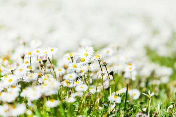 White daisies field — Stock Photo, Image