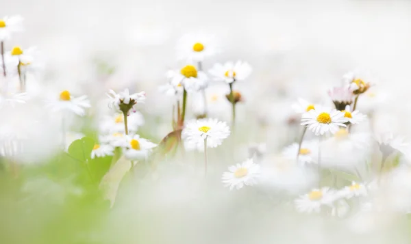 Weiße Gänseblümchen — Stockfoto