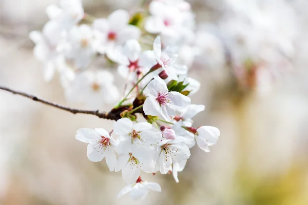 Spring tree flowers — Stock Photo, Image