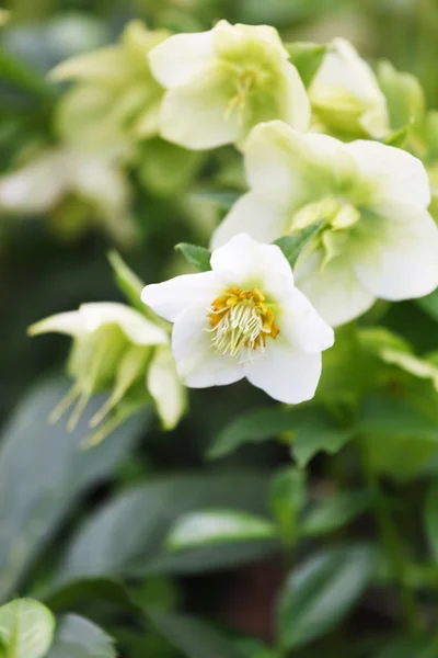 Fiori primaverili in erba — Foto Stock