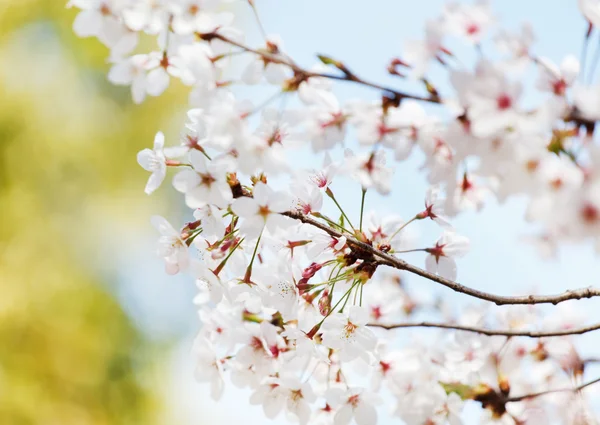 Kevät Puu Kukat — kuvapankkivalokuva