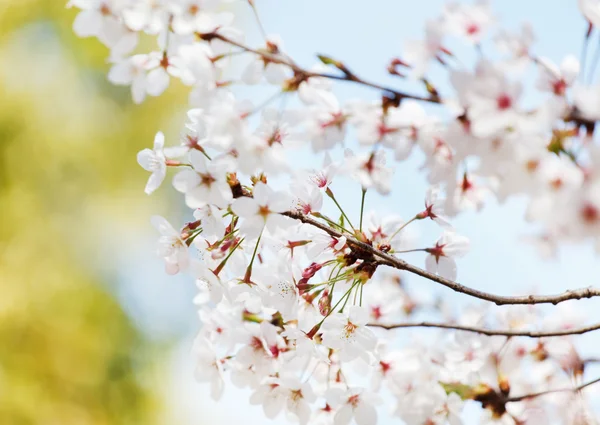 Spring tree flowers — Stock Photo, Image