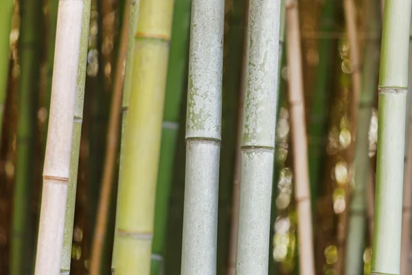Foresta di bambù verde — Foto Stock