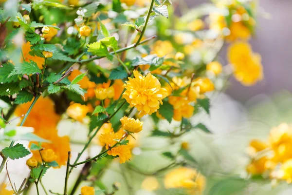 Bonitas flores de primavera — Foto de Stock