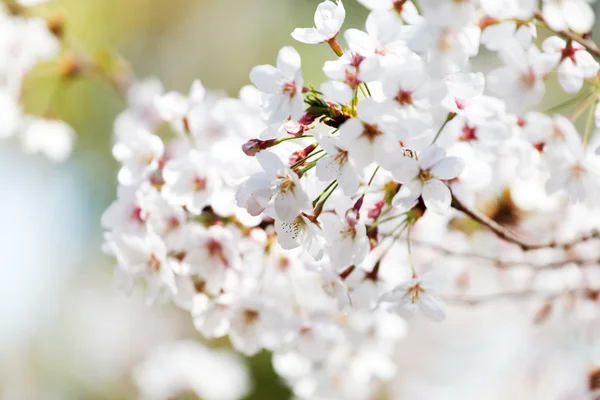 Wiosenne kwiaty drzewo — Zdjęcie stockowe