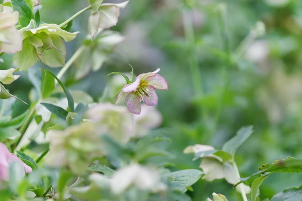 Fiori primaverili in erba — Foto Stock