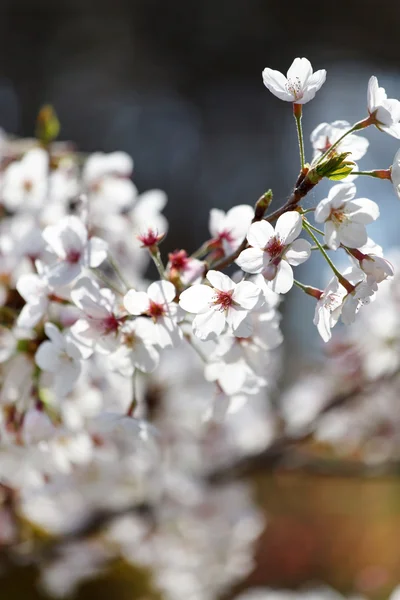 Spring tree flowers — Stock Photo, Image