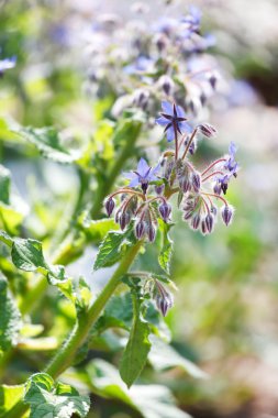 Güzel bahar çiçekleri