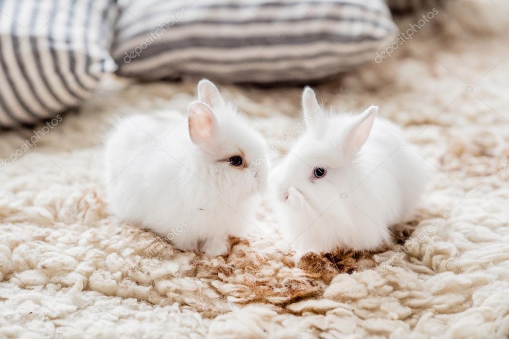 cute white bunnies