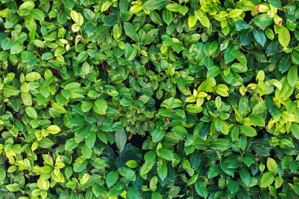 Green plants background — Stock Photo, Image