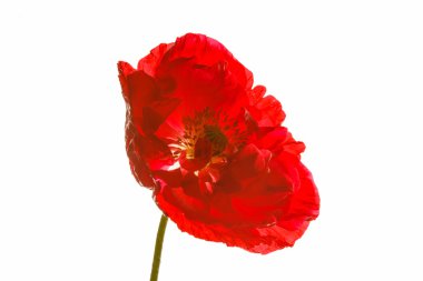 Beyaz üzerine kırmızı haşhaş