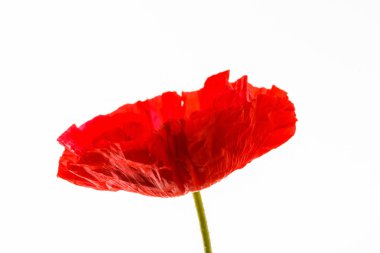 Beyaz üzerine kırmızı haşhaş