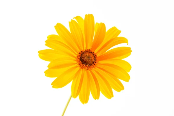 Flor amarilla sobre blanco — Foto de Stock