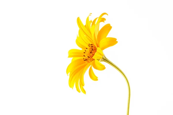 Yellow flower on white — Stock Photo, Image