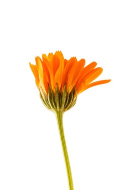 Calendula beyaz üzerine izole
