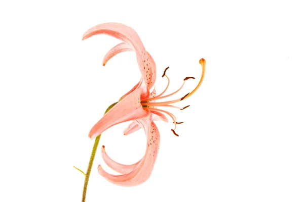 Fina lily på vit — Stockfoto