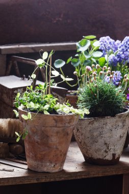 Bahar kardelen çiçekleri