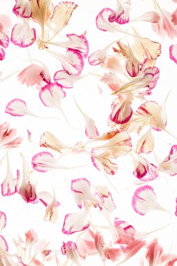 beyaz çiçek yaprakları