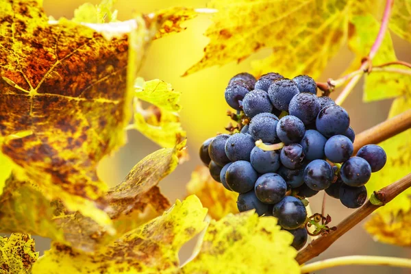 Viñedo de otoño — Foto de Stock