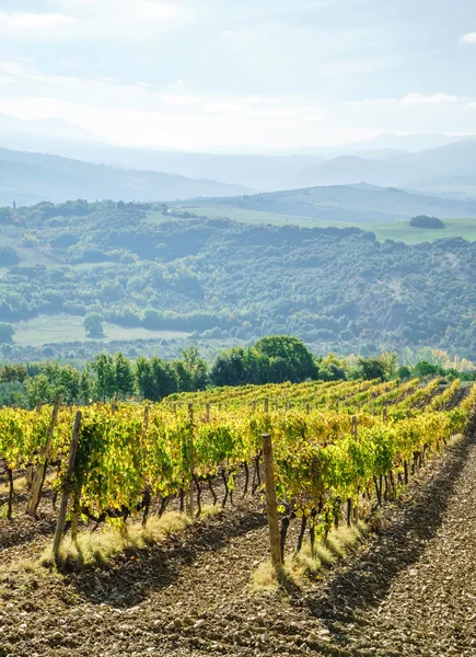 Autumn yellow vineyard — Stock Photo, Image