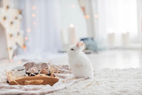 Белый кролик в помещении — стоковое фото