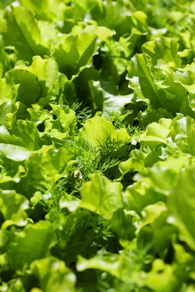 Zielona sałata w ogrodzie — Zdjęcie stockowe