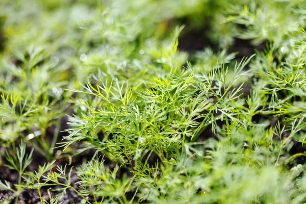 Green dill in garden — Stock Photo, Image