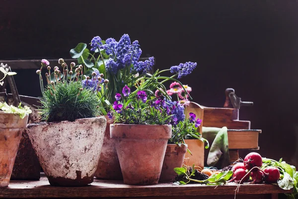 Voorjaarsbloemen in potten — Stockfoto