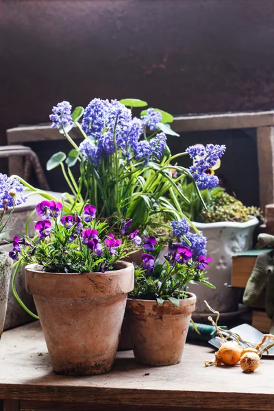 Vårblommor i krukor — Stockfoto