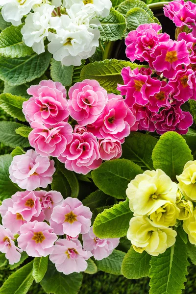 Frühlingsfarben Blumen — Stockfoto