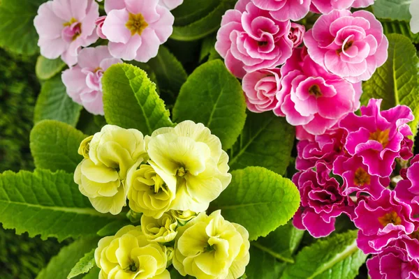 Spring color flowers — Stock Photo, Image