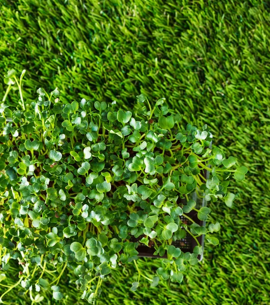 ต้นหัวไชเท้าสีเขียว — ภาพถ่ายสต็อก