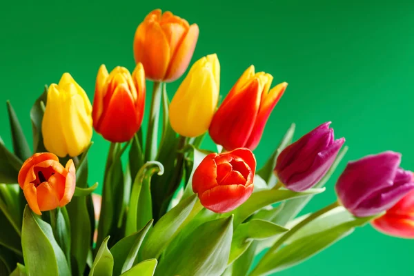 Kleurrijke tulpen op groen — Stockfoto