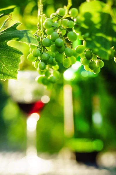 Вино з виноградом на винограднику — стокове фото