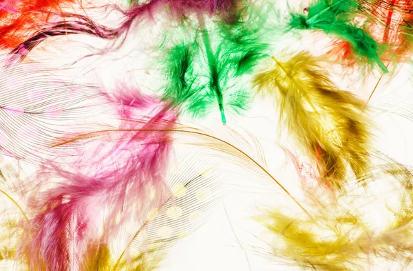 Color bird feathers — Stock Photo, Image