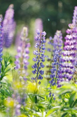 yabani çiçek açan lupines
