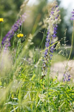 yabani çiçek açan lupines