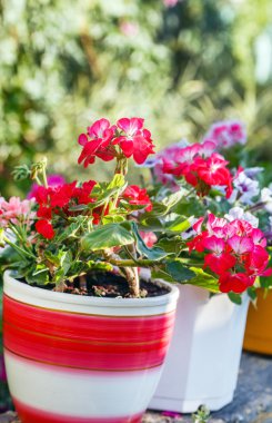 Güzel bahar çiçekleri