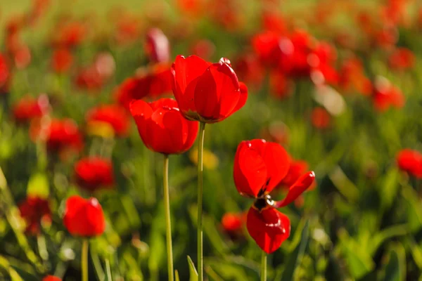 Mooie tulpen veld — Stockfoto